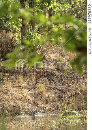 wild female tiger or panthera tigris cubs near water body playing in hot summer season during wildlife safari at bandhavgarh national park forest reserve madhya pradesh india asia wild female tiger or panthera tigris cubs near water body playing in hot summer season during wildlife safari at bandhavgarh national park forest reserve madhya pradesh india asia 117976220