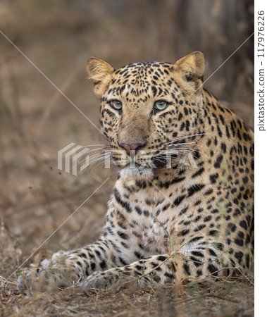 wild huge male leopard or panther or panthera pardus fine art face closeup portrait sitting in forest with eye contact in winter season safari at jhalana leopard reserve jaipur rajasthan india asia wild huge male leopard or panther or panthera pardus fine art face closeup portrait sitting in forest with eye contact in winter season safari at jhalana leopard reserve jaipur rajasthan india asia 117976226