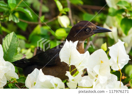 Female Great-tailed grackle perched on bougainvillea vines among white flowers and green foliage. Female Great-tailed grackle perched on bougainvillea vines among white flowers and green foliage. 117976271