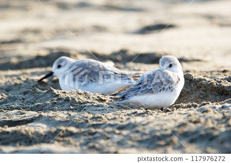 Group of cute little shorebirds Sanderlings in non-breeding plumage are standing on the sand in the tropical beach during winter migration. Group of cute little shorebirds Sanderlings in non-breeding plumage are standing on the sand in the tropical beach during winter migration. 117976272