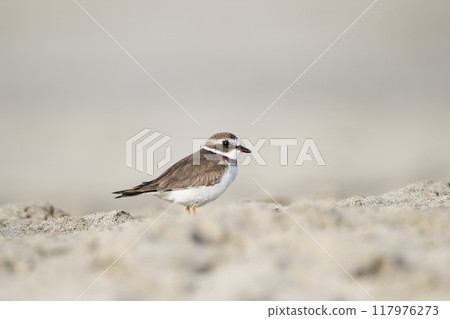 Solitary cute little bird Snowy plover in non-breeding plumage is standing on the sand in the tropical beach during winter migration. 117976273