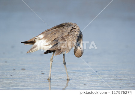 Elegant Willet is standing in the water and preening at the coastline during winter migration in a sunny day. 117976274