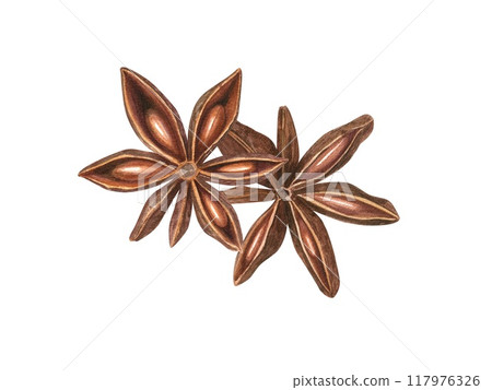Two Star Anise seeds watercolor botanical illustration. Badian with delicate spicy aroma. Winter seasoning for decoration of menu, spice stores, Christmas and New Year hot drinks Two Star Anise seeds watercolor botanical illustration. Badian with delicate spicy aroma. Winter seasoning for decoration of menu, spice stores, Christmas and New Year hot drinks 117976326