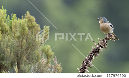 Azores Chaffinch Azores Chaffinch 117976500