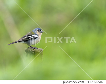 Azores Chaffinch 117976502