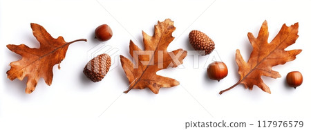 Autumn foliage with vibrant orange leaves and acorns arranged on a white background 117976579