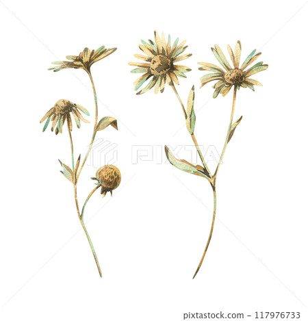 Chamomile Matricaria recutita flowers in ochre brown, pink and turquoise wild meadow dried flowers. Watercolor botanical illustrations hand drawn. Set of elements isolated from the background 117976733