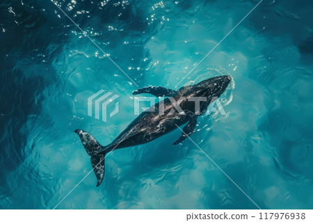A lonely whale surfs the waves of the ocean, a whale swims underwater in the ocean A lonely whale surfs the waves of the ocean, a whale swims underwater in the ocean 117976938