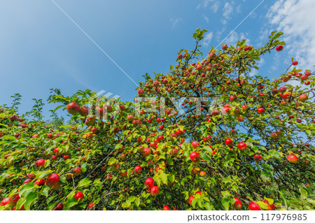 A Lush Apple Tree is Bursting with Juicy Ripe Red Apples Under the Clear Blue Sky Outdoors A Lush Apple Tree is Bursting with Juicy Ripe Red Apples Under the Clear Blue Sky Outdoors 117976985