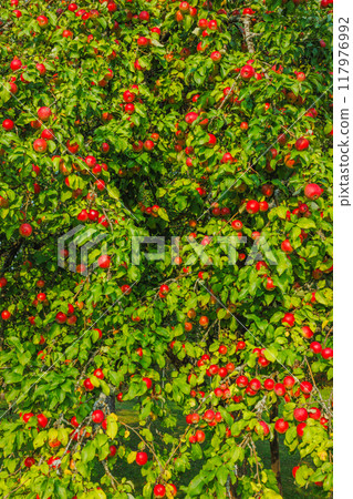 A Lush Apple Tree is Bursting with Juicy Ripe Red Apples Under the Clear Blue Sky Outdoors 117976992