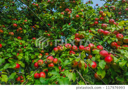 A Lush Apple Tree is Bursting with Juicy Ripe Red Apples Under the Clear Blue Sky Outdoors A Lush Apple Tree is Bursting with Juicy Ripe Red Apples Under the Clear Blue Sky Outdoors 117976993