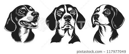 Beagle dog black silhouette portrait. Front and side view. With opened mouth and tongue hanging out. Hunting dog breed. Home pet animal. Simple black and white lynocut flat style. Isolated vector Beagle dog black silhouette portrait. Front and side view. With opened mouth and tongue hanging out. Hunting dog breed. Home pet animal. Simple black and white lynocut flat style. Isolated vector 117977049