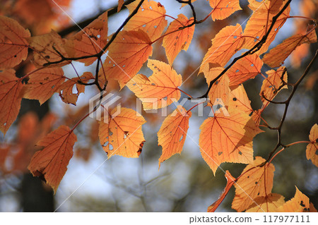 Autumn leaves 9 Autumnal maple leaves 117977111