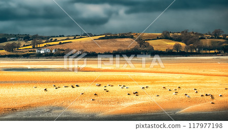 A sandy beach with a few birds scattered across it. The beach slopes gently toward a small body of water in the distance, and there are rolling hills in the background. The sky is cloudy and overcast. 117977198