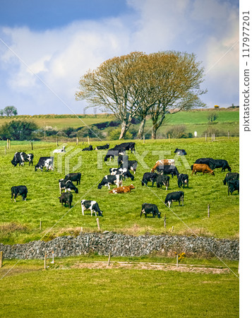 A herd of black and white dairy cows graze in a grassy field under a partly cloudy blue sky. A single tree stands in the middle ground, adding a touch of shade to the otherwise sunny day. 117977201