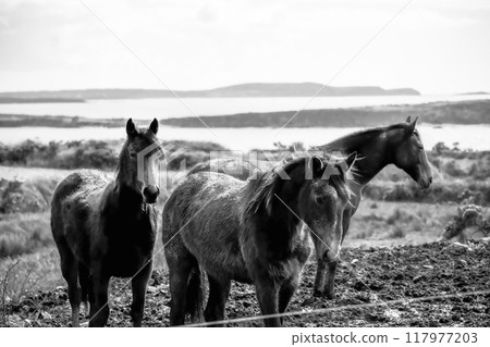 Three horses are in a field, their dark coats blending into the background. The field is covered in tall grass. 117977203