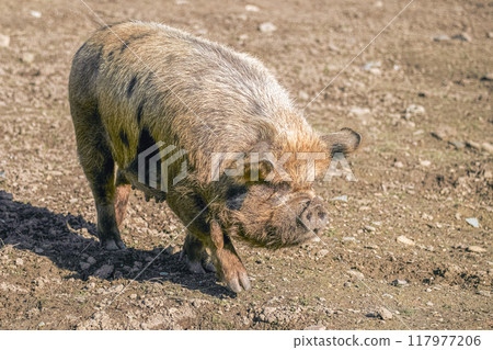 A brown pig is walking on a dirt ground. It has black patches on its body and is facing to the right of the image. The pig's hooves are visible. A brown pig is walking on a dirt ground. It has black patches on its body and is facing to the right of the image. The pig's hooves are visible. 117977206