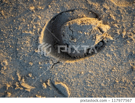 Horseshoe print in the sand, Djerba, Tunisia Horseshoe print in the sand, Djerba, Tunisia 117977567