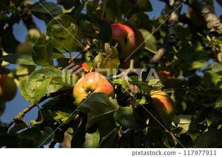 Red apples on apple tree branch 117977911