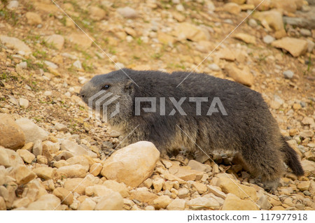 Alpine marmot sitting on a stone 117977918