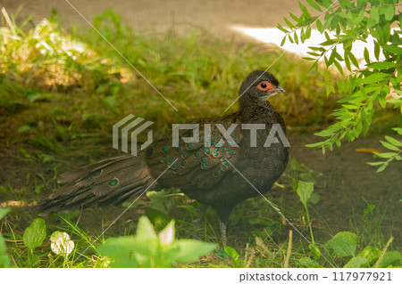 A Bird (Germains Peacock-pheasant) A Bird (Germains Peacock-pheasant) 117977921
