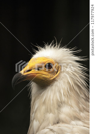 Vulture portait with black background. Vulture portait with black background. 117977924