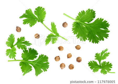 Coriander leaf isolated on white background. Top view. Flat lay 117978005