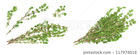 fresh thyme isolated on a white background with full depth of field, Top view. Flat lay fresh thyme isolated on a white background with full depth of field, Top view. Flat lay 117978018