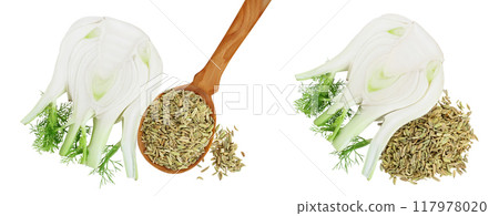 fresh fennel bulb with seed isolated on white background with full depth of field. Top view. Flat lay fresh fennel bulb with seed isolated on white background with full depth of field. Top view. Flat lay 117978020