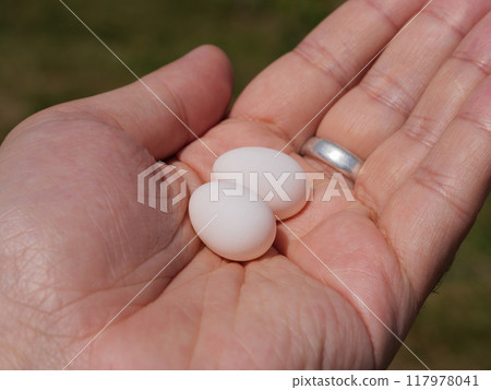 Closeup of a hand holding two delicate white eggs in natural surroundings 117978041