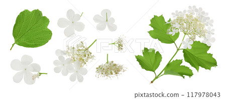 Viburnum flower isolated on a white background. Top view. Flat lay. 117978043