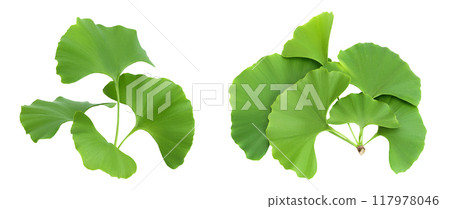 green ginkgo biloba leaves isolated on white background with full depth of field green ginkgo biloba leaves isolated on white background with full depth of field 117978046