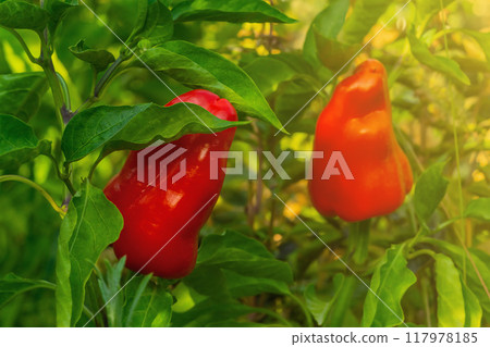 Bright juicy red ripe bell peppers are poured with juice on green bushes with warm yellow sunlight. Harvesting in the autumn garden season. Growing natural foods rich in vitamins and nutrients Bright juicy red ripe bell peppers are poured with juice on green bushes with warm yellow sunlight. Harvesting in the autumn garden season. Growing natural foods rich in vitamins and nutrients 117978185