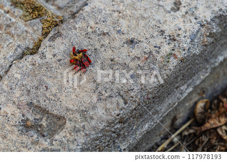 Seven red bugs of firefighters found remains of edible food on rough concrete surface and eat from different sides on summer day. Copy space for adding thematic inscriptions, blank for meme, design 117978193