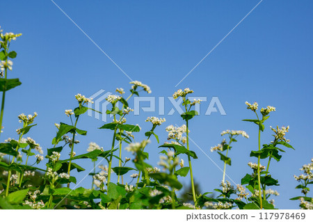 蕎麥花在藍天的襯托下綻放 117978469