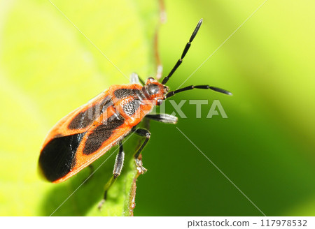 美杜莎臭蟲 117978532