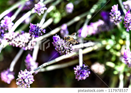 lavender, bee, bloom 117978537