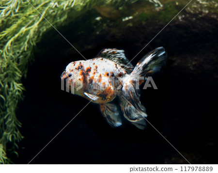 金魚荷蘭Shishigashira 金魚荷蘭Shishigashira 117978889