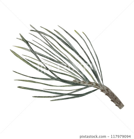 Spruce or pine branch for Christmas decor watercolor illustration for 2025 new year design, holiday print, post cards Spruce or pine branch for Christmas decor watercolor illustration for 2025 new year design, holiday print, post cards 117979094