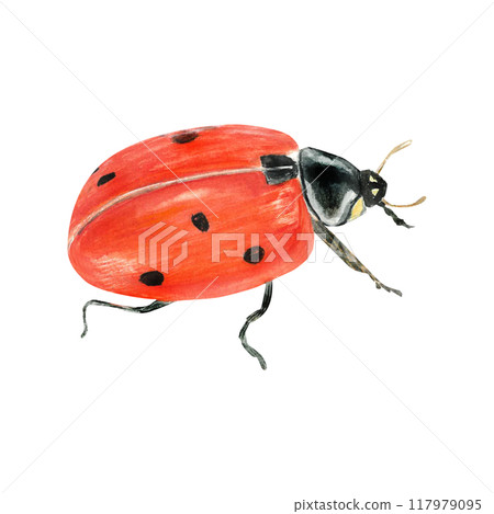 Watercolor illustration of a slady bug. Isolated. Cute design make it perfect for children's books, packaging, decor, design Watercolor illustration of a slady bug. Isolated. Cute design make it perfect for children's books, packaging, decor, design 117979095