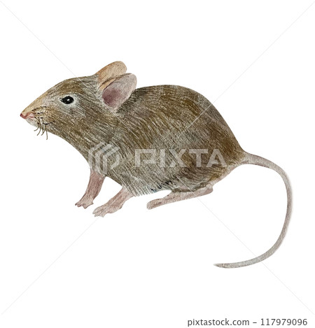 Watercolor illustration of a small mouse. Isolated. Cute design make it perfect for children's books, packaging, decor, design Watercolor illustration of a small mouse. Isolated. Cute design make it perfect for children's books, packaging, decor, design 117979096