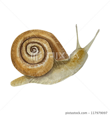 Watercolor illustration with a snail. Isolated. Cute design for children's books, packaging, decor, design Watercolor illustration with a snail. Isolated. Cute design for children's books, packaging, decor, design 117979097