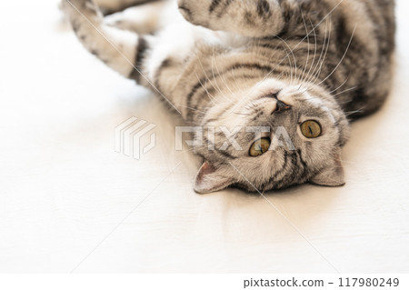 貓躺著梳理毛髮 貓躺著梳理毛髮 117980249
