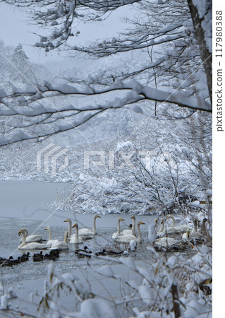 Swan in Oike 117980388