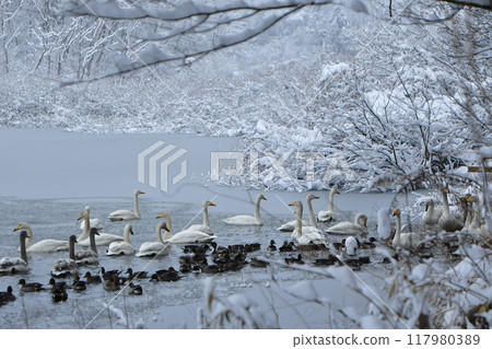 Swan in Oike 117980389