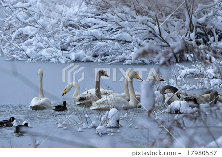 Swan in Oike 117980537