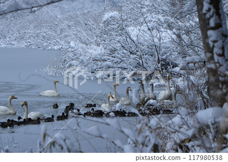 Swan in Oike Swan in Oike 117980538