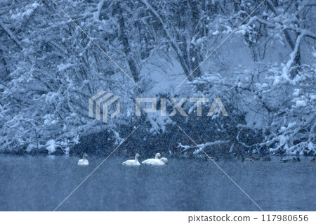 天鵝在奧克 117980656