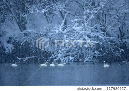 天鵝在奧克 117980657