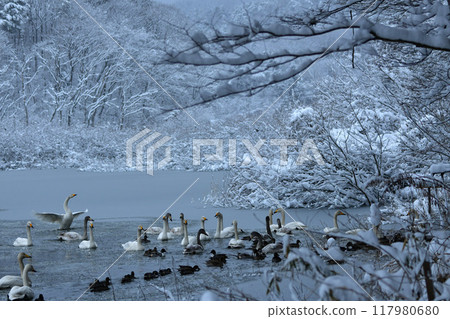 Swan in Oike Swan in Oike 117980680